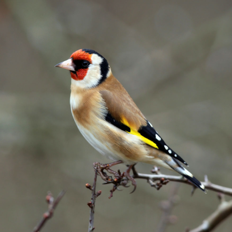 P6 Birdwatch!!